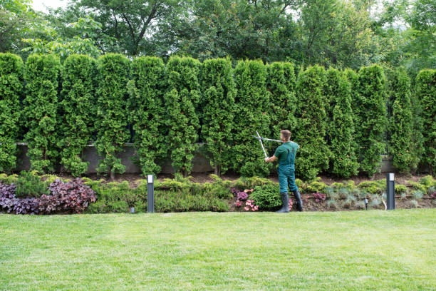 Best Pest Control for Lawns  in Whitehouse, OH